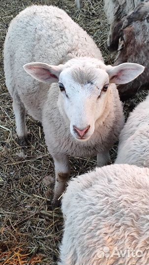 Овцы, бараны, ягнята