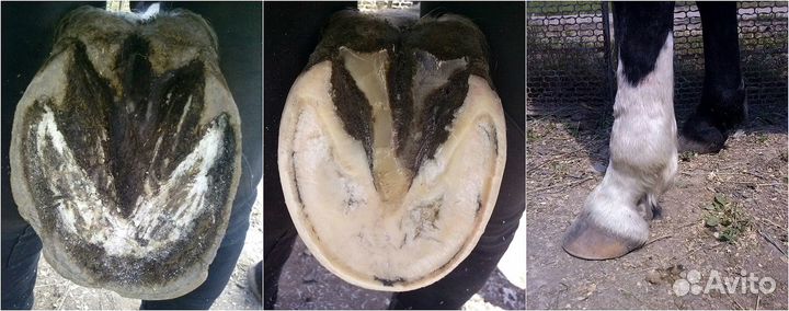 Расчистка копыт