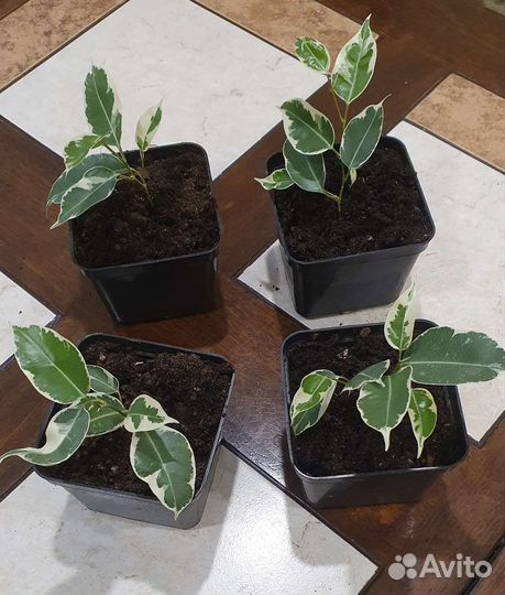 Фикус бенджамина