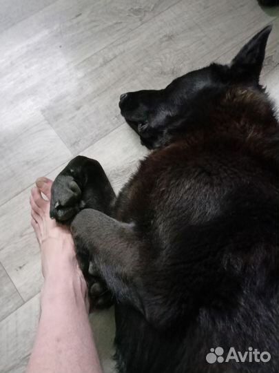 Черная овчарка