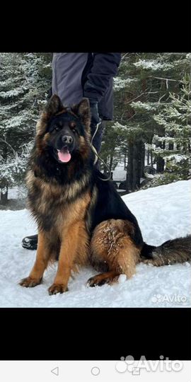 Щенки немецкой овчарки