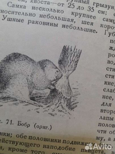 Биология промысловых зверей и птиц СССР