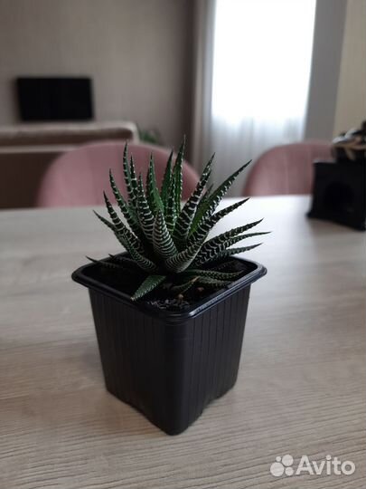 Хавортия полосатая / Haworthia fasciata