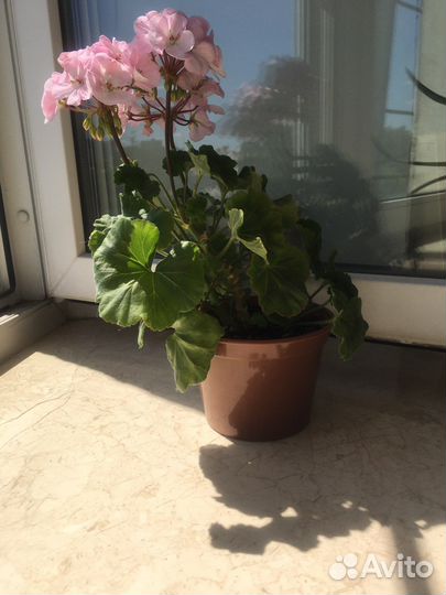 Пеларгония герань сортовая