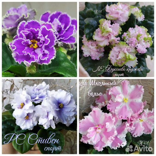 Фиалки набор 3