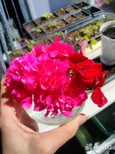 Пеларгония герань