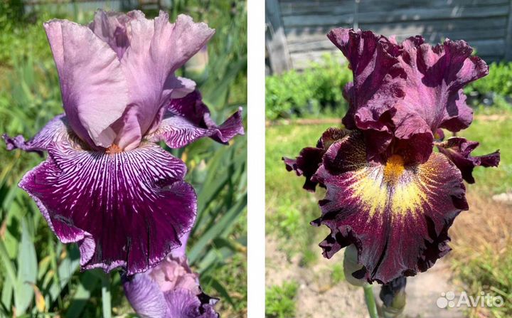 Ирисы сортовые