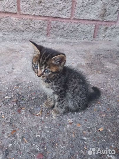 Отдам в добрые руки котенка