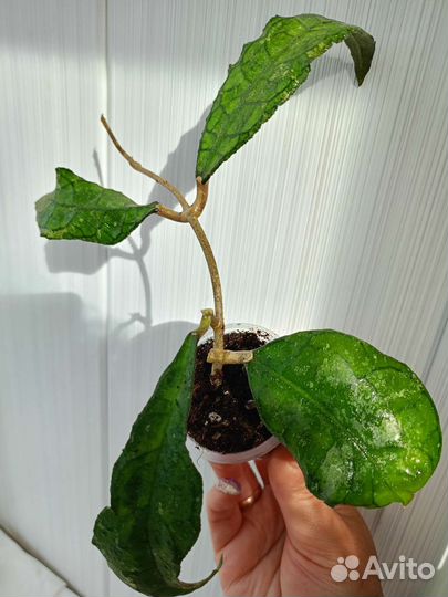 Хойя. Разные. 2