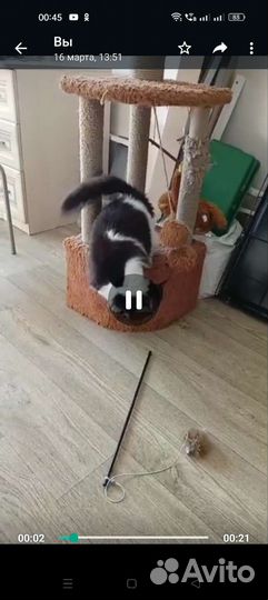 Кошечка в добрые руки