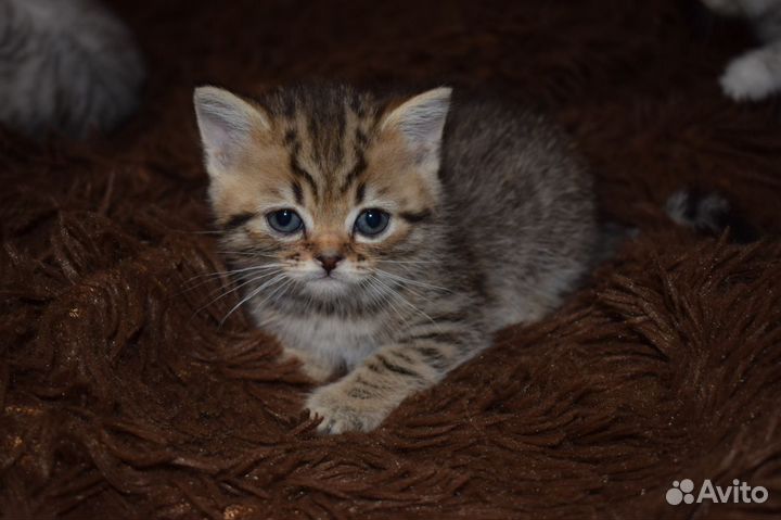 Продам красивых шотландских вислоухих котят