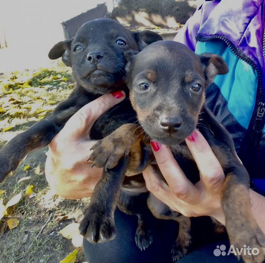 Маленькая собака