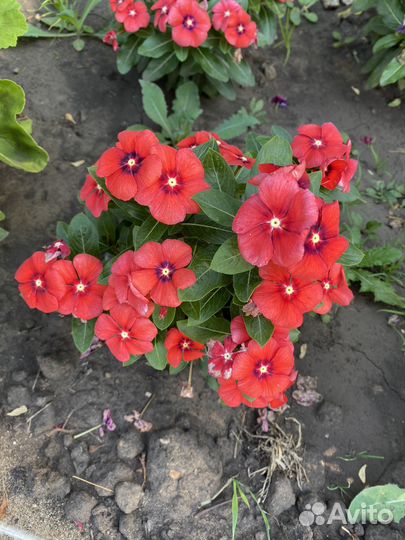 Катарантус