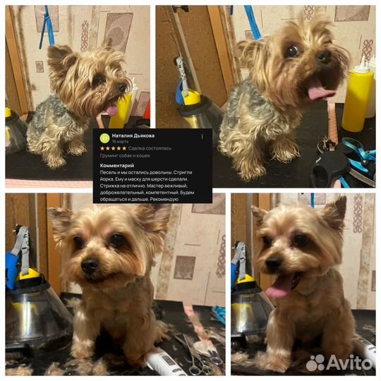 Груминг собак и кошек