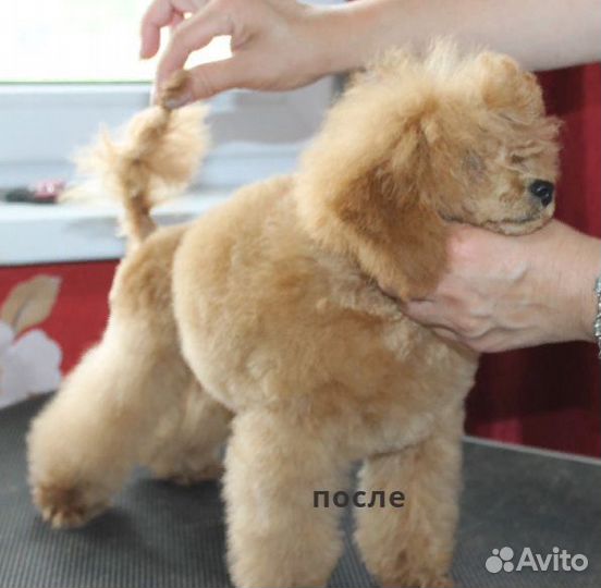 Стрижка собак на дому
