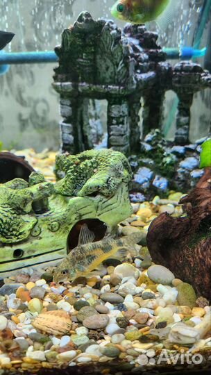 Аквариумные рыбки в хорошие руки