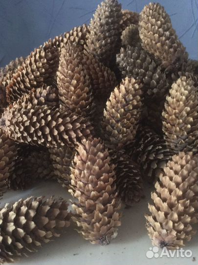 Шишкии еловые для поделок. Цена за все