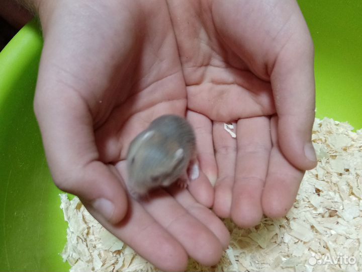 Джунгарский хомяк