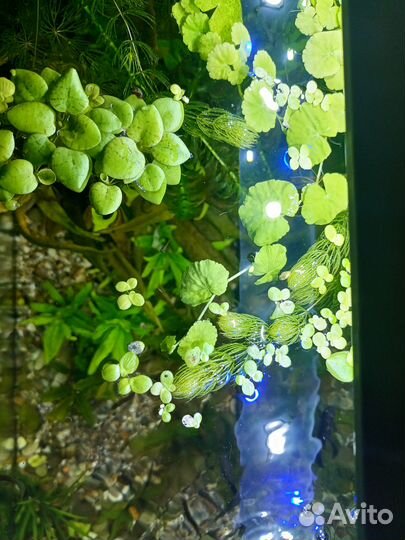 Растения для аквариума