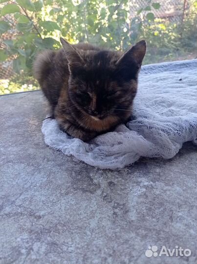 Отдам котёнка девочку в добрые руки