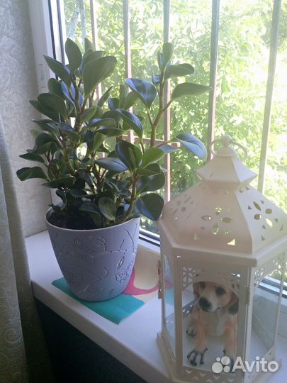 Комнатные цветы