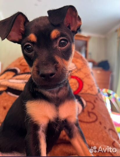 Отдам маленькую собаку