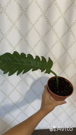 Филодендроны Эпипремнумы Хедера