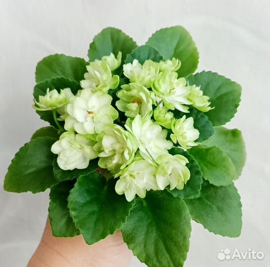 Фиалки сортовые