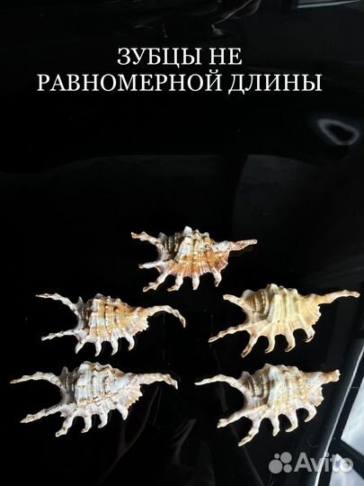 Морские ракушки раковины