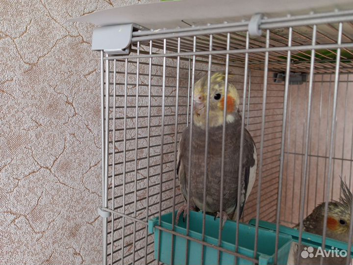 Попугай корелла девочка