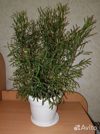Хатиора
