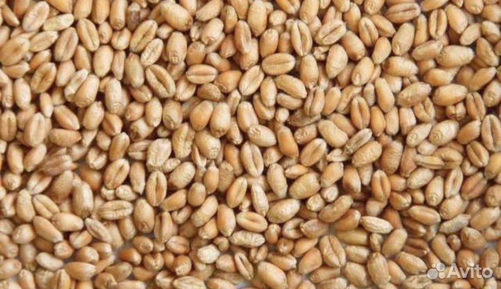 Зерно пшеница