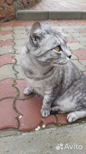 Кошка в добрые руки