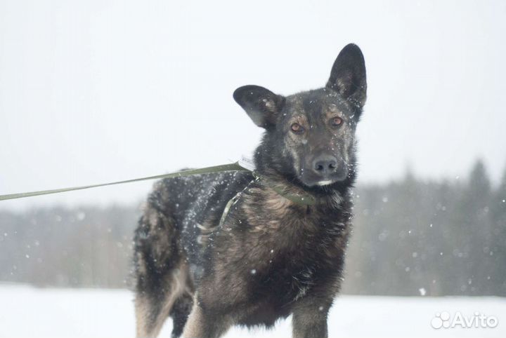 Игривый Лунтик в добрые руки