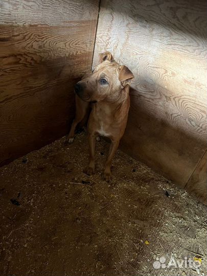 Пёс станет преданным другом