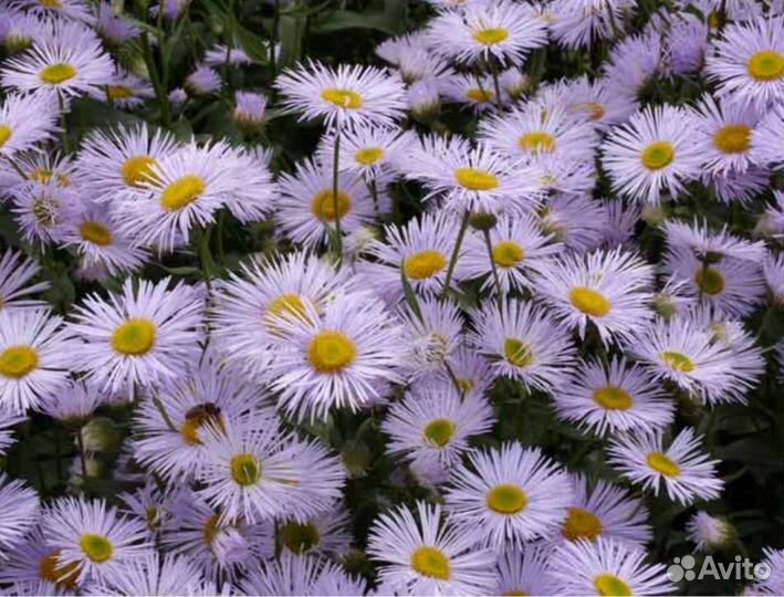 Многолетние цветы для сада