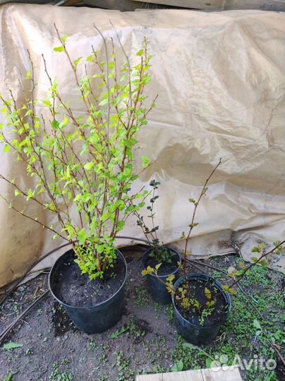 Пузыреплодники, разные сорта