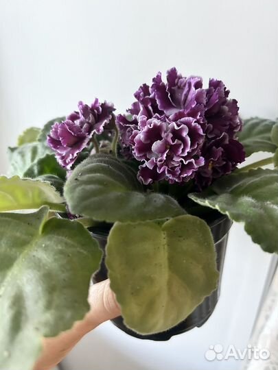 Фиалка сорт 