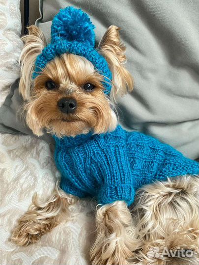 Свитер и шапка для собаки