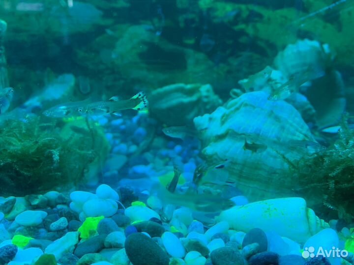 Рыбки гуппии