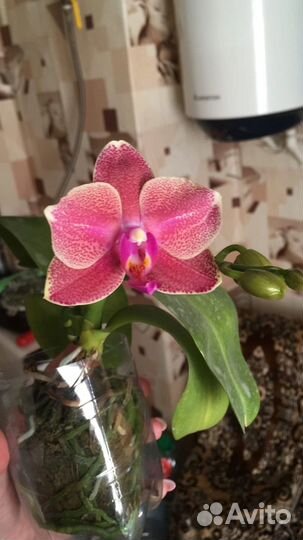 Орхидея Phal. 'Proteus'