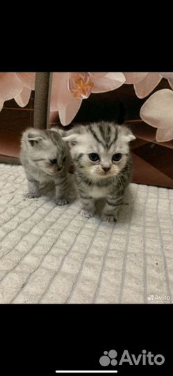 Шотландские котята