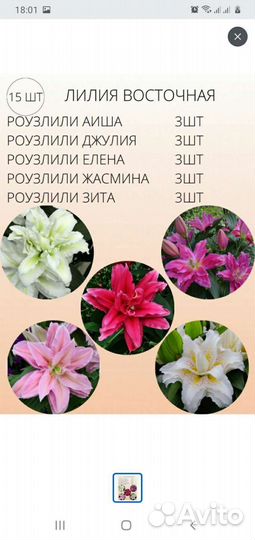 Лилии махровые луковицы