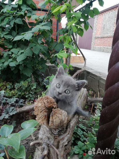 Кошечка в добрые руки