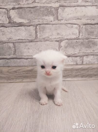 Продаю вислоухих котят