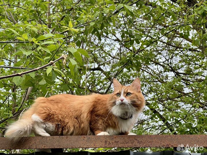 Потерялась кошка