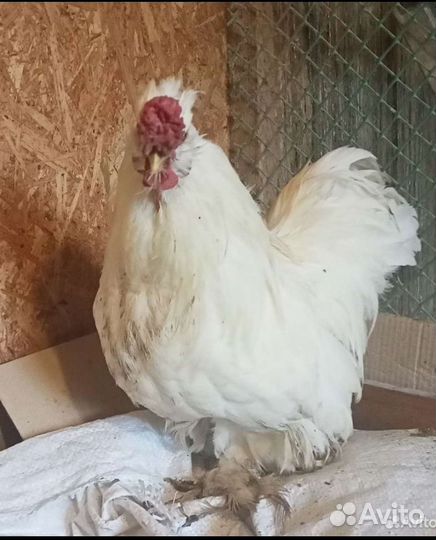 Декоративные петушки