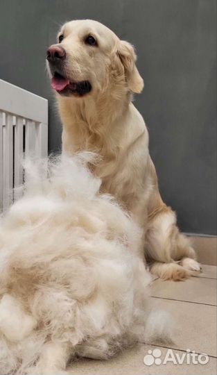 Груминг собак и кошек