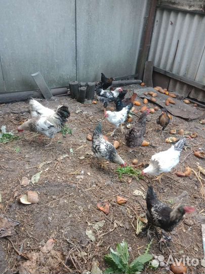 Молодые петушки