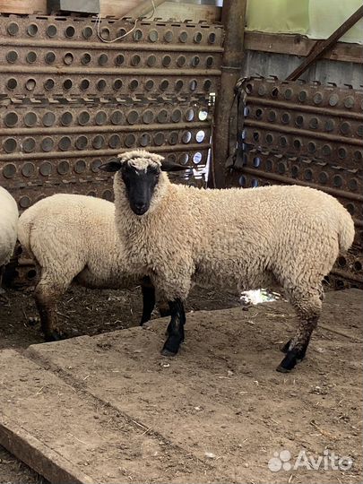 Овцы,ярки,баран на племя